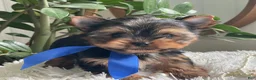 Yorkshire Terrier dogs for sale: Taco - Ad 6
