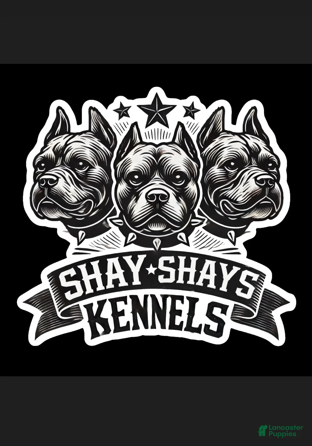 American Bully dogs for sale: American Bully Puppy 2 - Ad 4