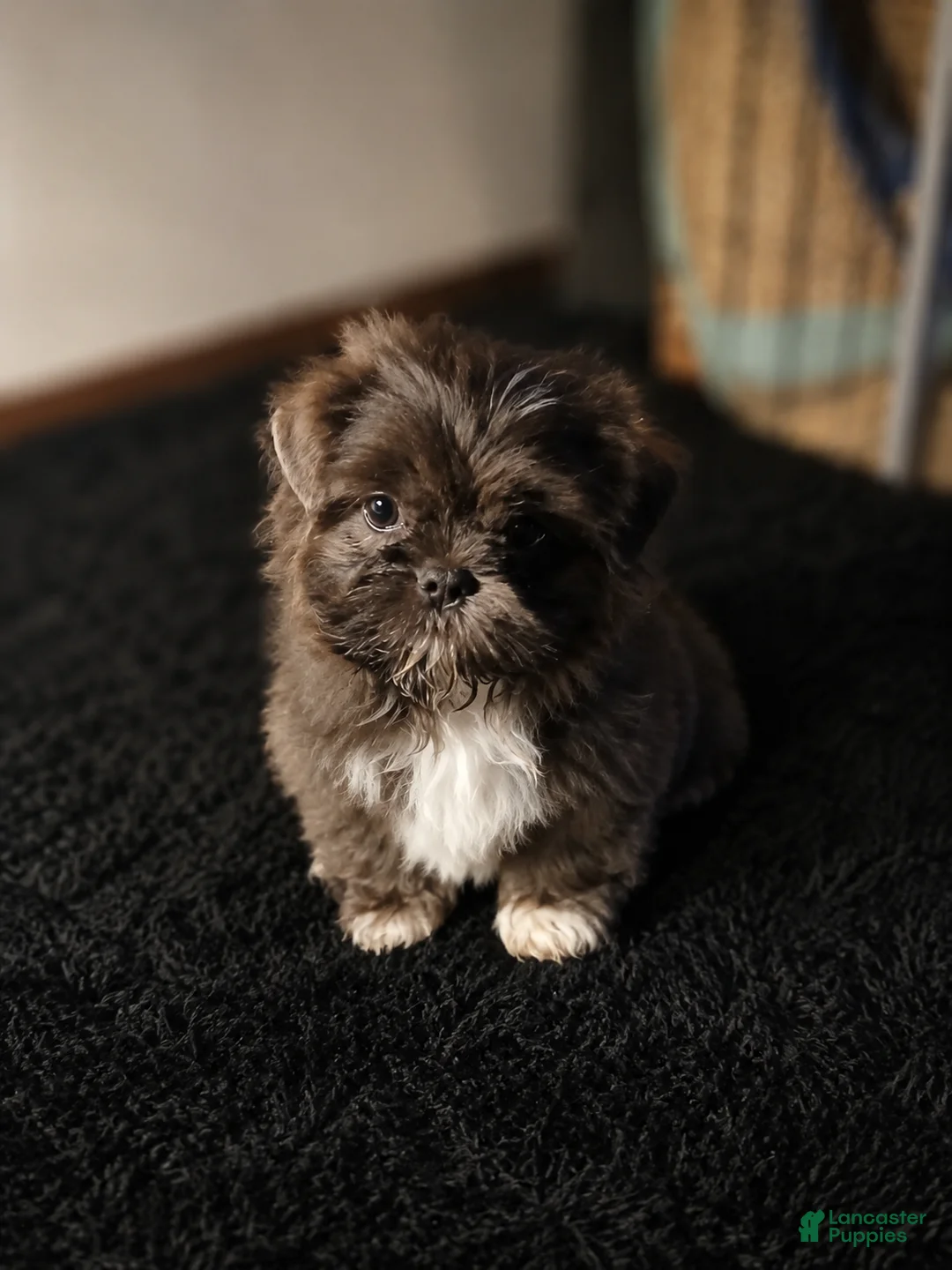 Shih Tzu dogs for sale: Blueberry - Ad 1