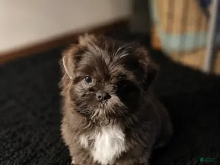 Shih Tzu dogs Blueberry - Ad 13