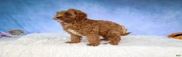 Cavapoo dogs for sale: Kody 🐶 - Ad 10