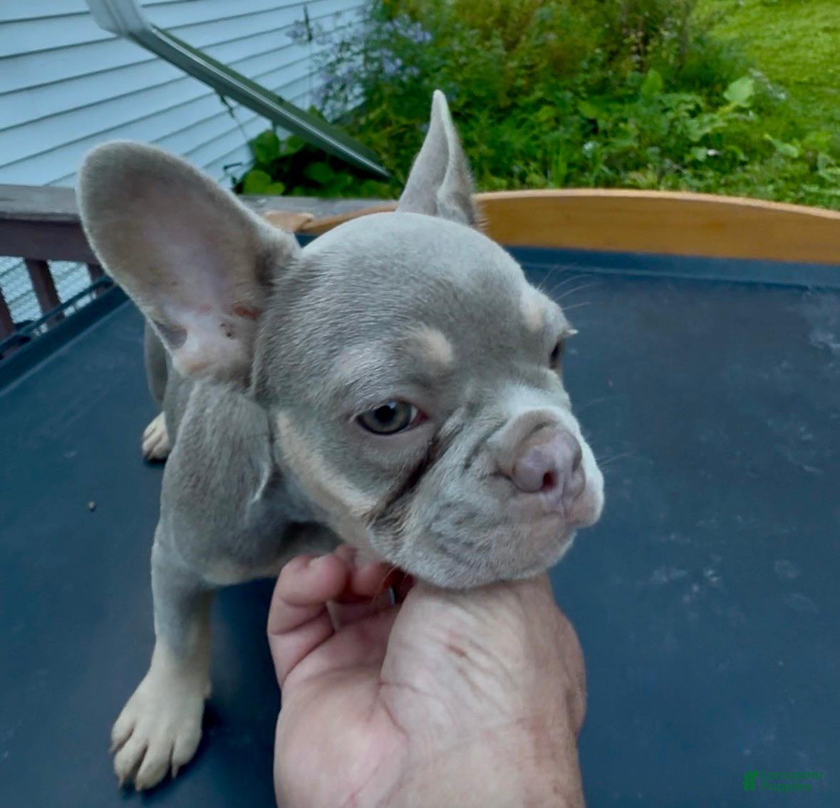 French Bulldog dogs Tula - Ad 2