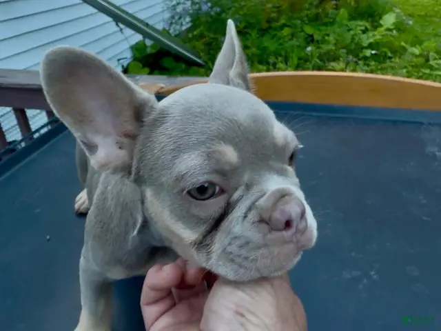 French Bulldog dogs for sale: Tula - Ad 2