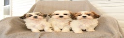 Teddy Bear dogs for sale: Duke - Ad 5
