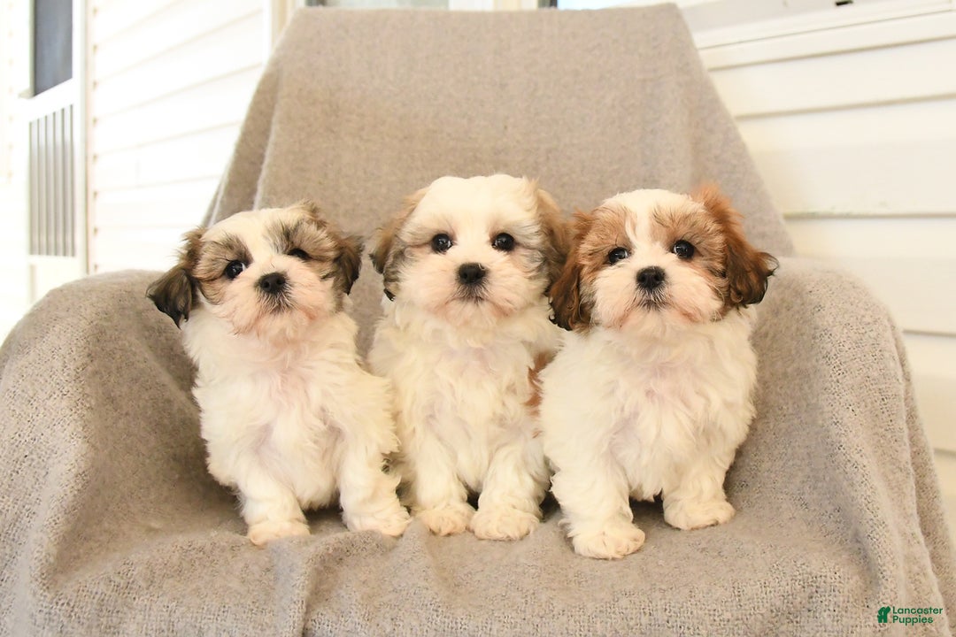 Teddy Bear dogs for sale: Duke - Ad 5
