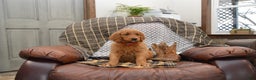 Goldendoodle dogs for sale: Rogen - Ad 6