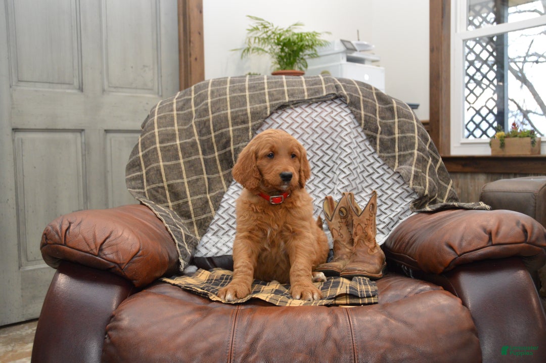 Goldendoodle dogs for sale: Rogen - Ad 6