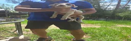Dogo Argentino dogs for sale: Dogo Argentino Puppy 1 - Ad 6