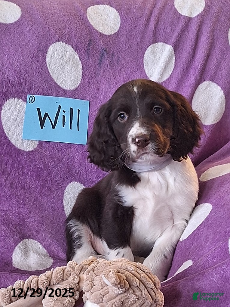 English Springer Spaniel dogs Will  - Ad 5