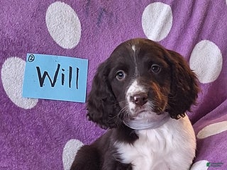 English Springer Spaniel dogs Will - Ad 5