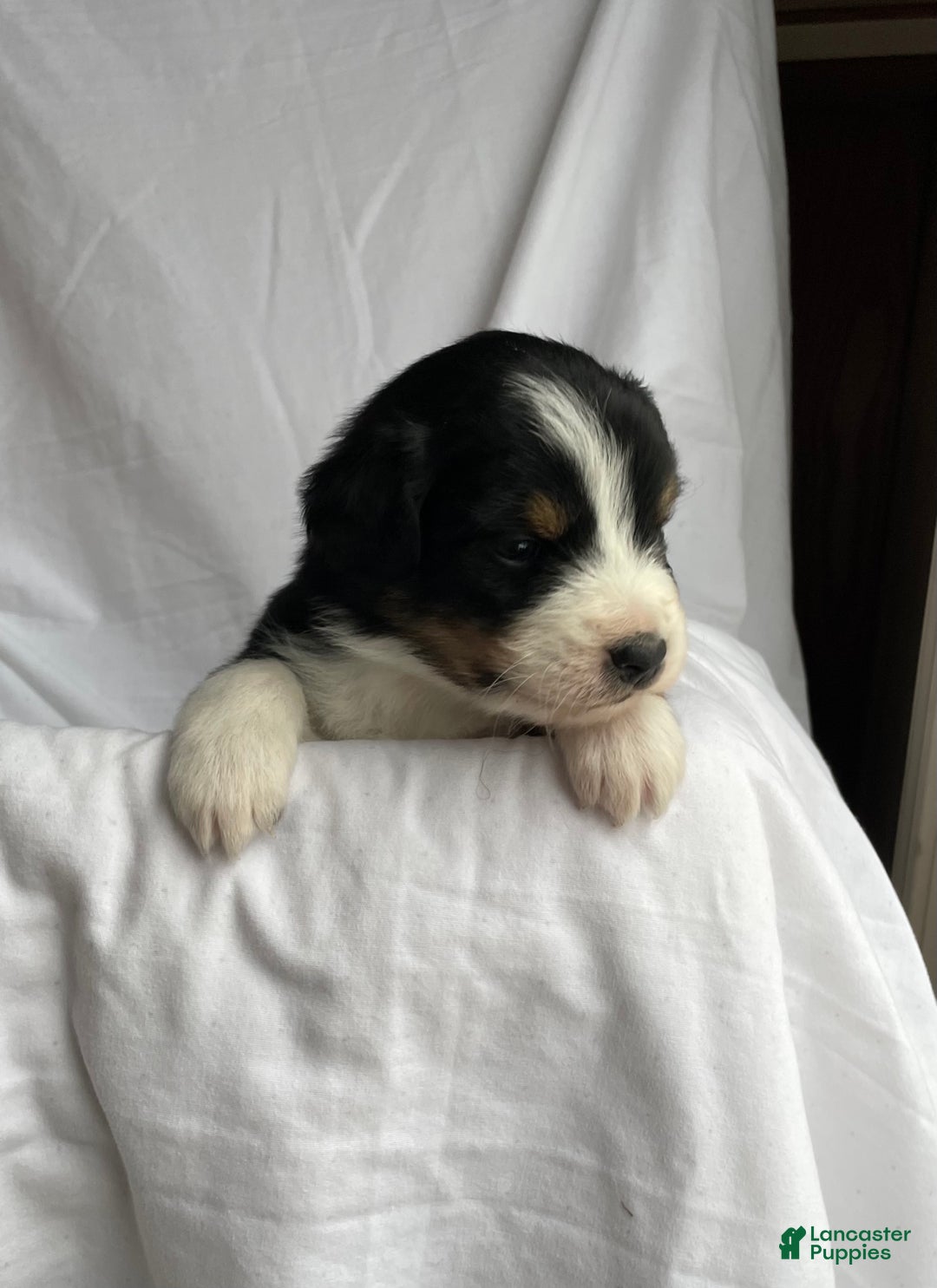Australian Shepherd dogs for sale: Hero - Ad 1