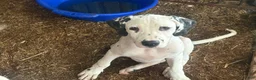 Mixed Breed dogs for sale: Max - Ad 2