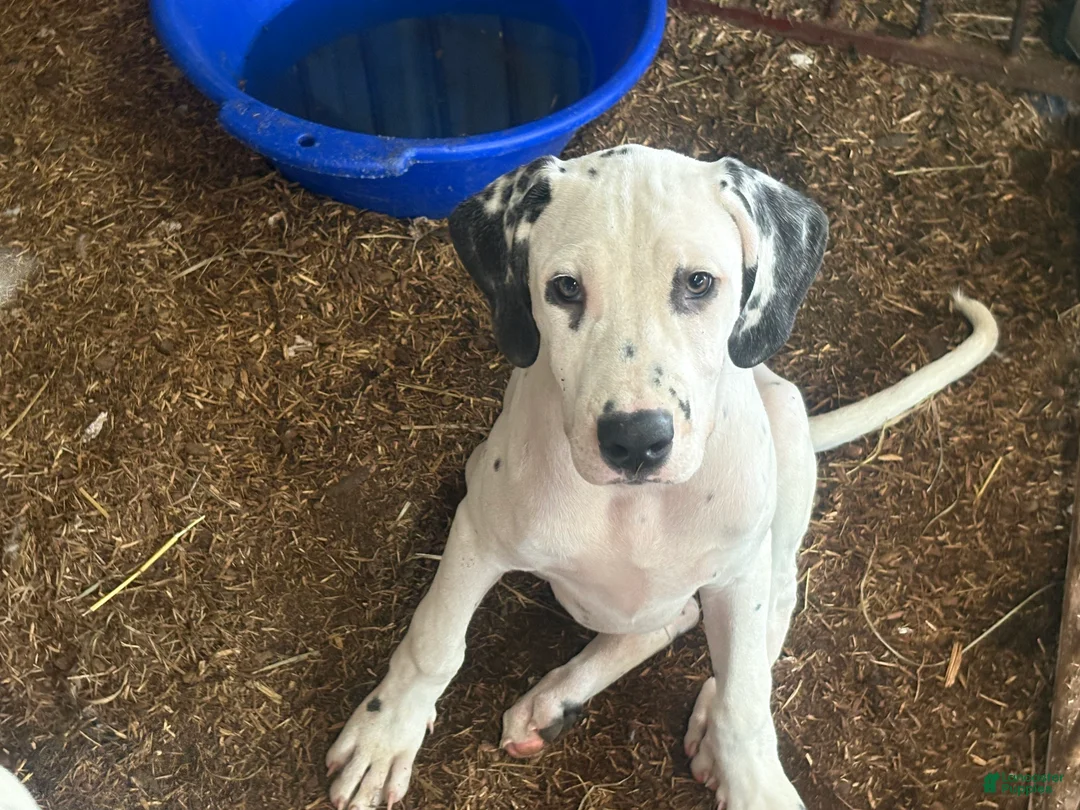 Mixed Breed dogs for sale: Max - Ad 2