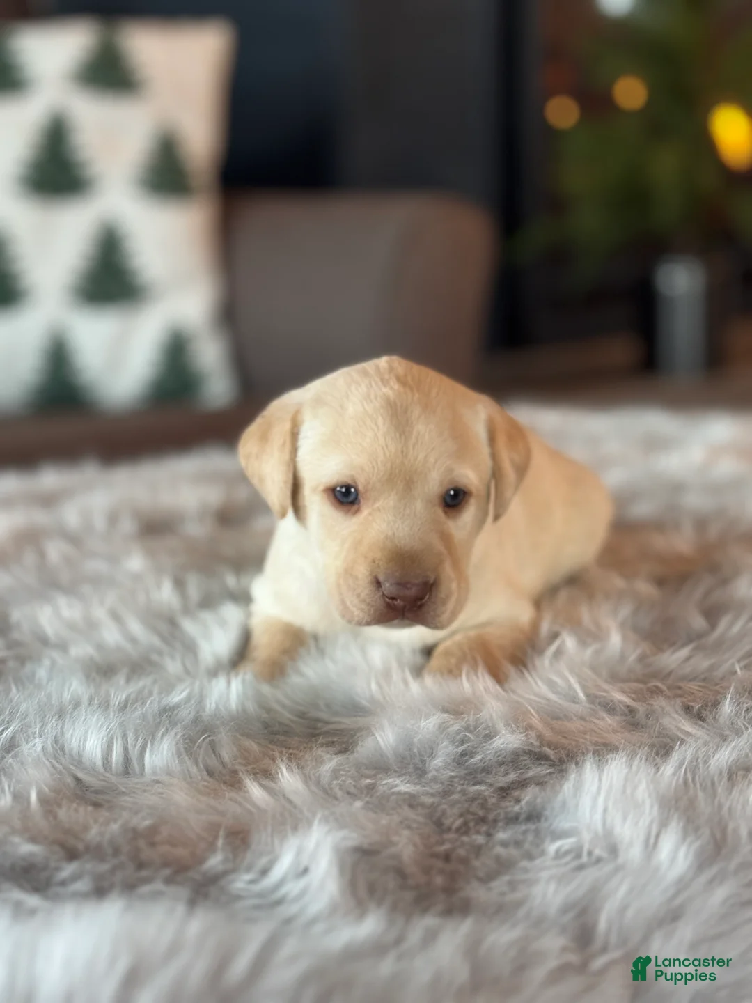 Labrador Retriever dogs for sale: Labrador Retriever Puppy 1 - Ad 2