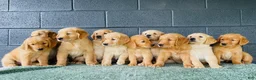 Golden Retriever dogs for sale: Diesel - Ad 7