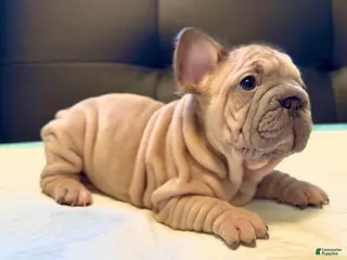 French Bulldog dogs French Bulldog Puppy 4 - Ad 31