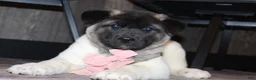 Akita dogs for sale: AKC Luna - Ad 11