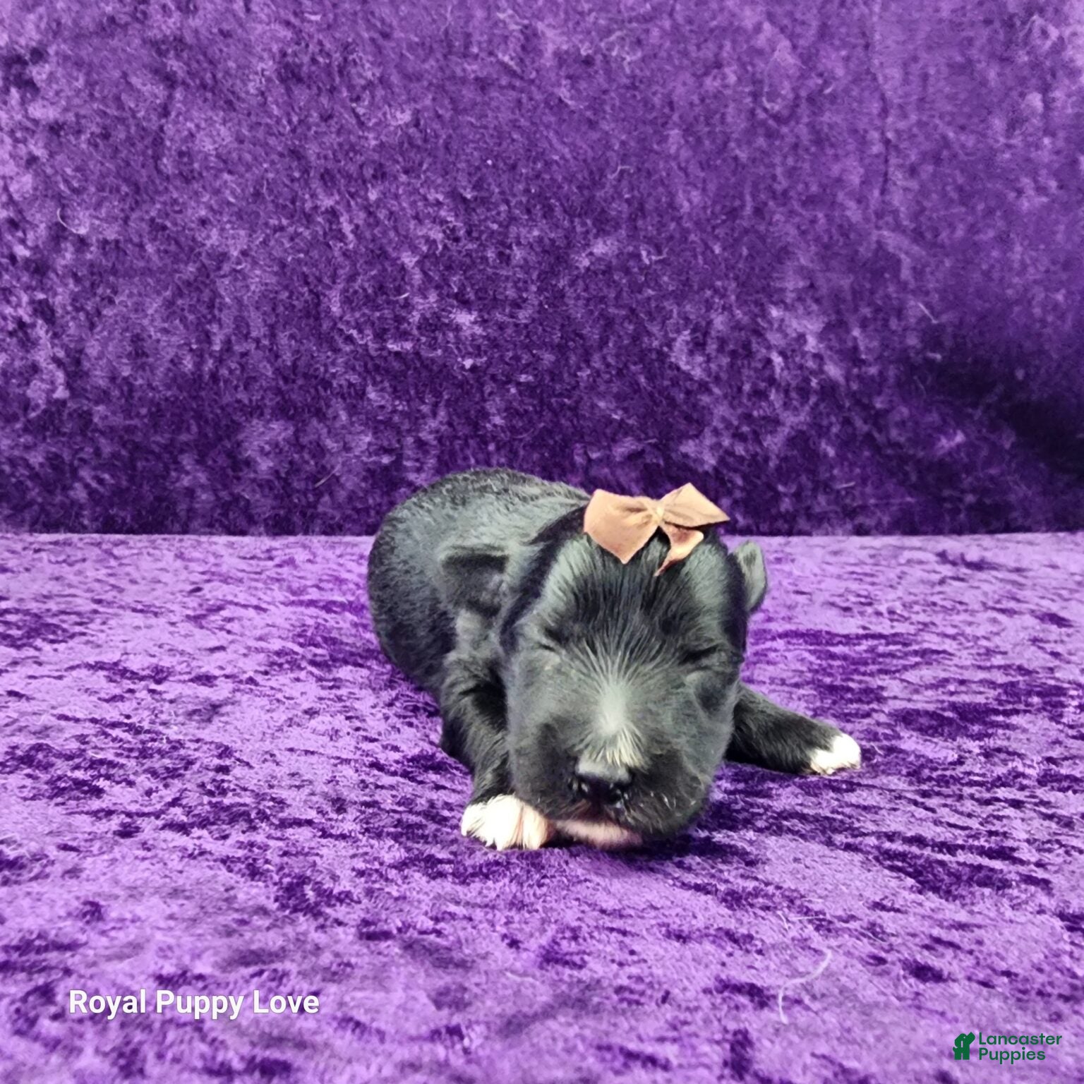 Miniature Schnauzer dogs Gardetto - Ad 27