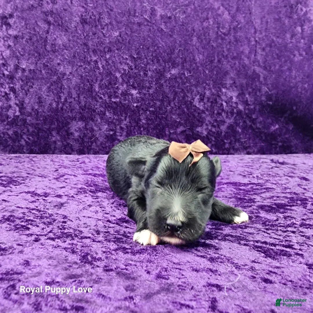 Miniature Schnauzer dogs for sale: Gardetto - Ad 1