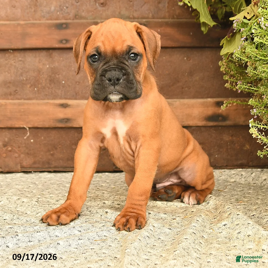 Boxer dogs for sale: Bailey - Ad 2