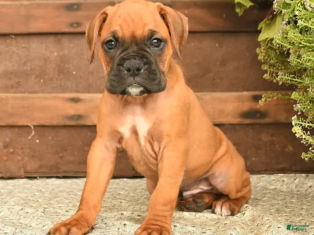 Boxer dogs Bailey - Ad 2