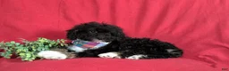 Mini Bernedoodle dogs for sale: Abram Hypoallergenic - Ad 7