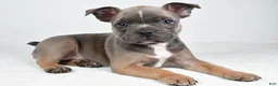 Frenchton dogs for sale: Fiona - Ad 6