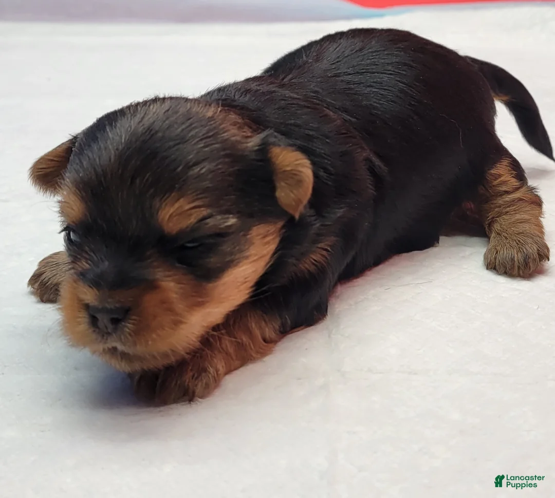 Yorkshire Terrier dogs for sale: Yorkshire Terrier Puppy 2 - Ad 2