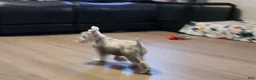 Miniature Schnauzer dogs for sale: Miniature Schnauzer 1 - Ad 5