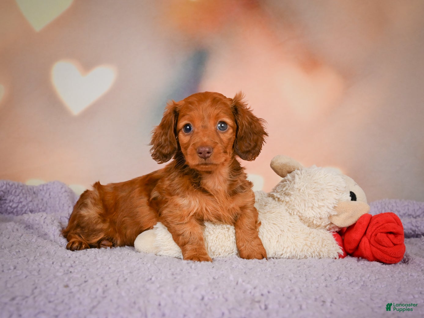 Dachshund dogs Rose - Ad 1