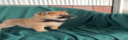Shiba Inu dogs for sale: Lane - Ad 1