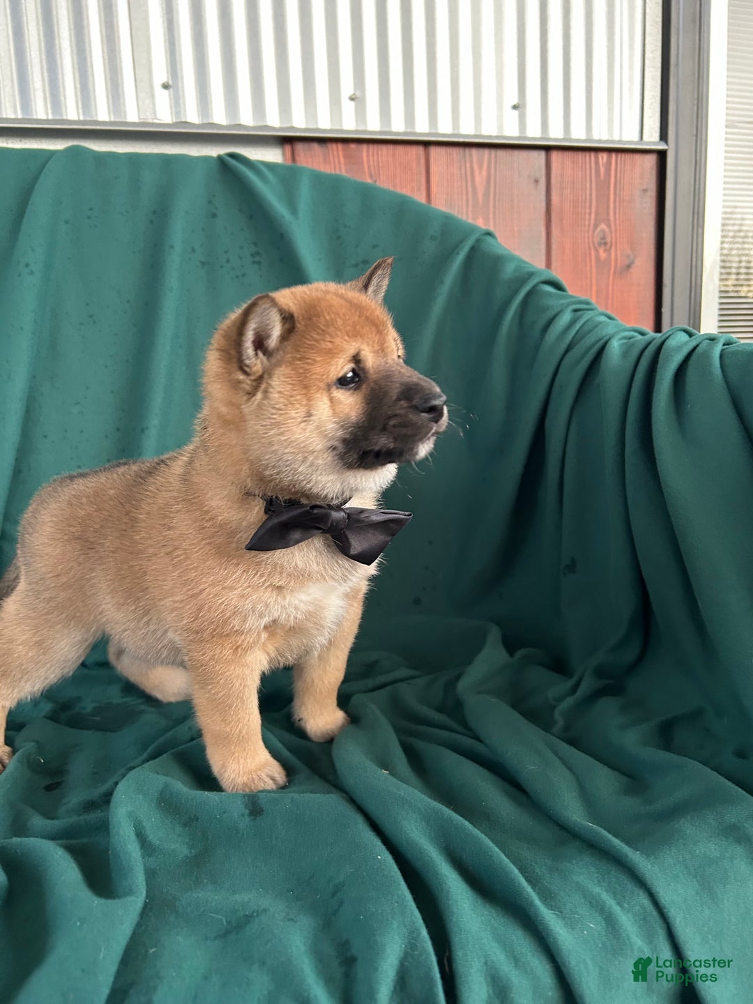Shiba Inu dogs for sale: Lane - Ad 1