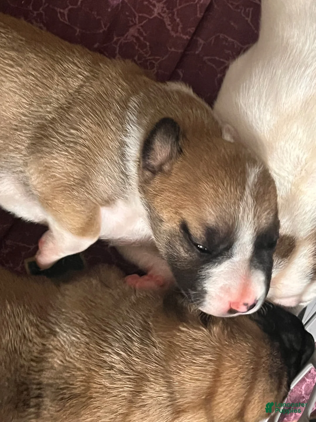 Mixed Breed dogs for sale: Mixed Breed 8 - Ad 1