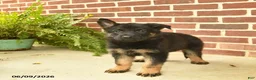 German Shepherd dogs for sale: Bennet - Ad 5