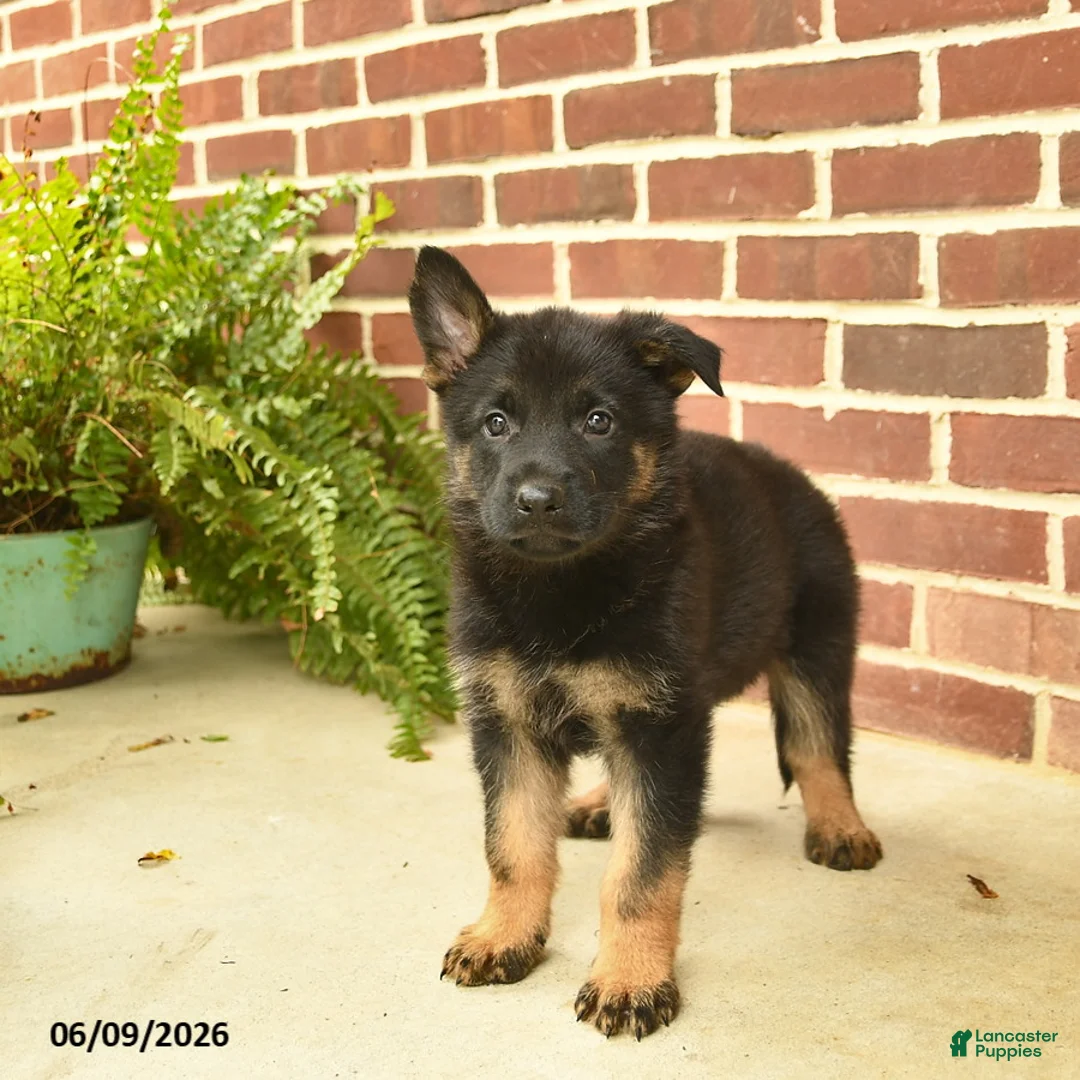 German Shepherd dogs for sale: Bennet - Ad 5