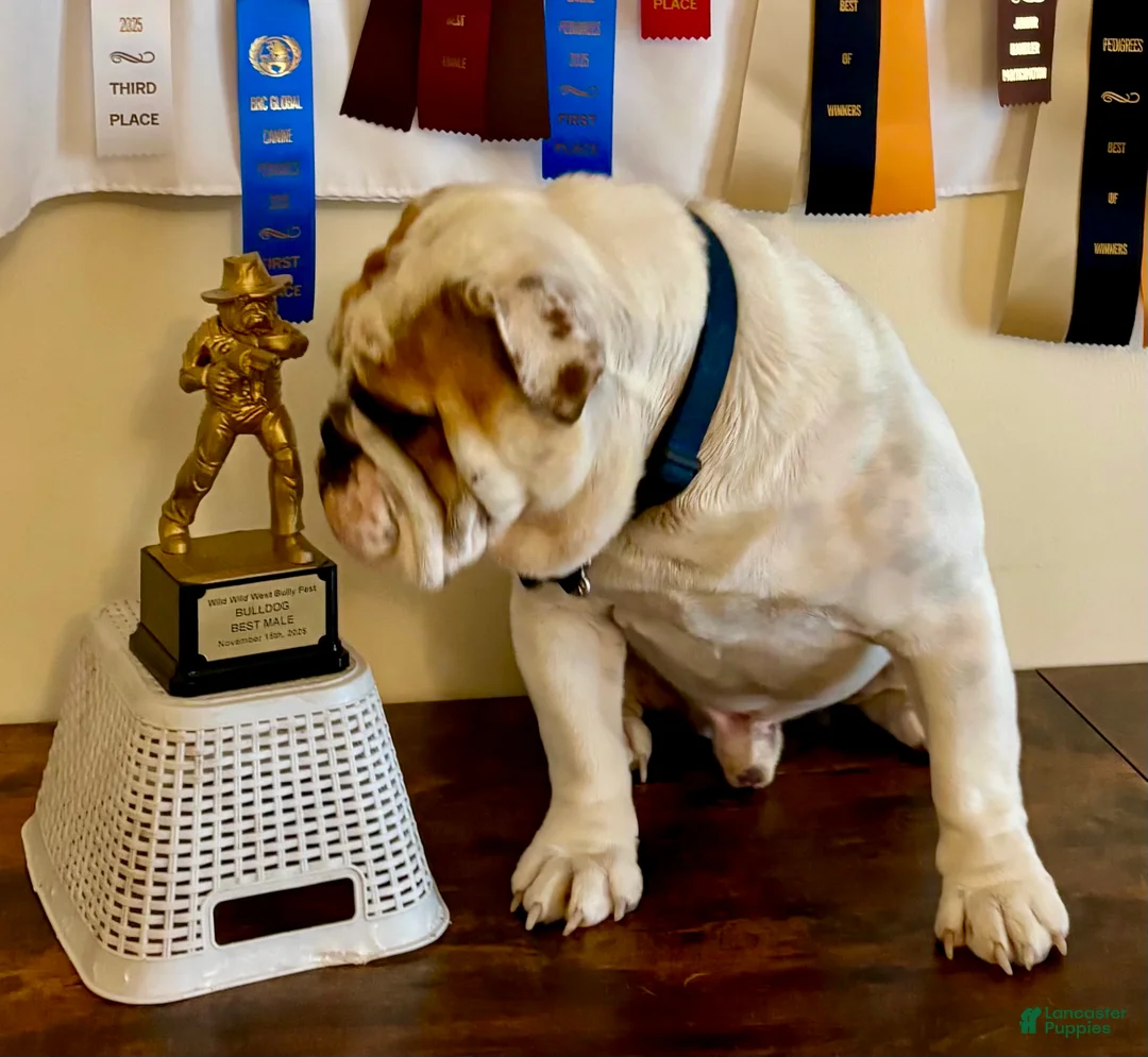 English Bulldog dogs for sale: Moon Pie - Ad 5