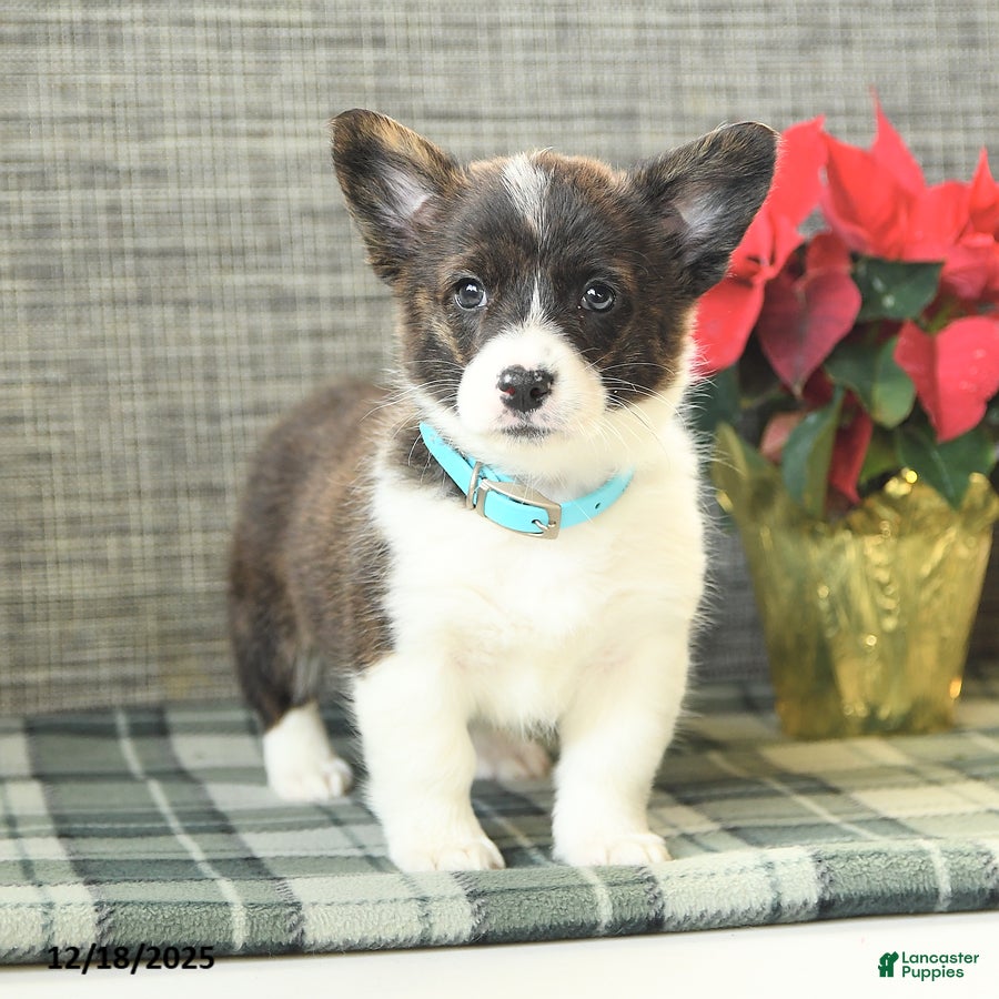 Welsh Corgi Pembroke dogs Fluffy Snowflake - Ad 33