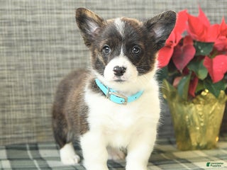 Welsh Corgi Pembroke dogs Fluffy Snowflake - Ad 30