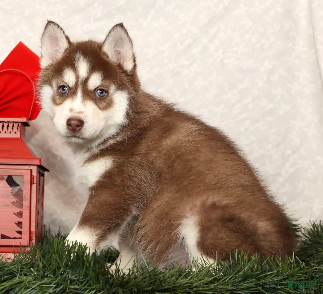 Siberian Husky dogs for sale: Rudolph - Ad 3