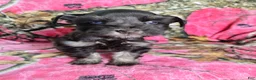 Miniature Schnauzer dogs for sale: Sally - Ad 4