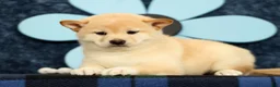 Shiba Inu dogs for sale: Katie - Ad 8