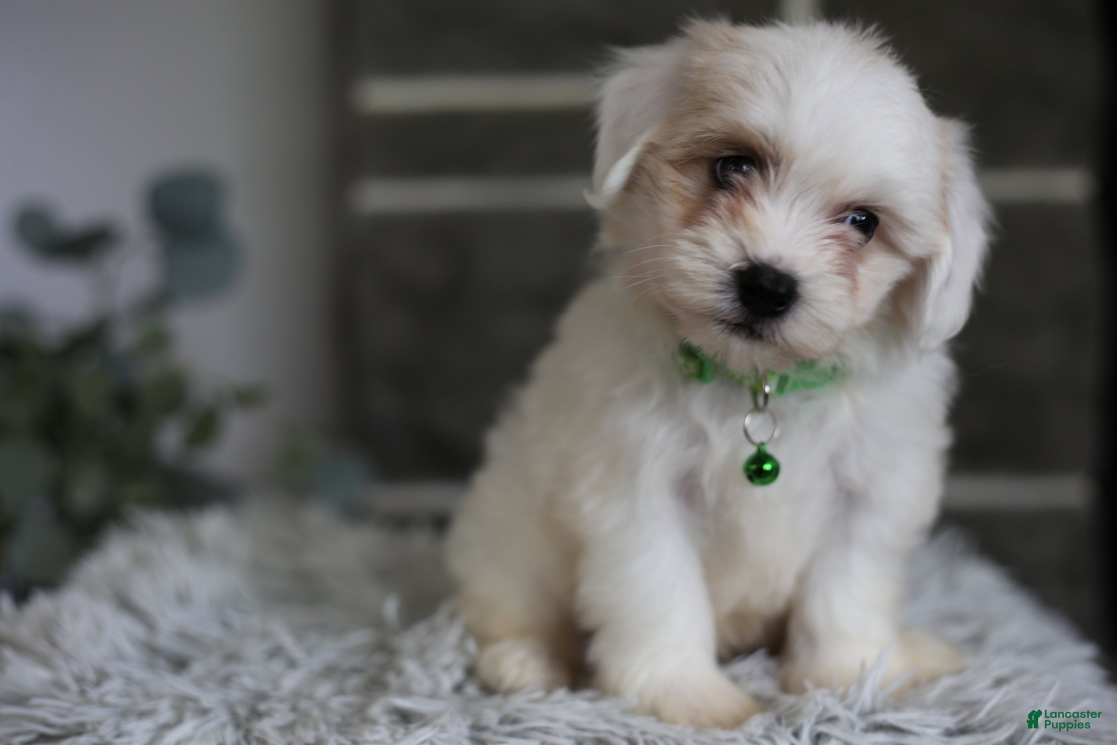 Maltipoo dogs Frankie - Ad 1