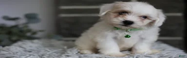 Frankie