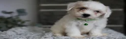 Maltipoo dogs for sale: Frankie - Ad 1