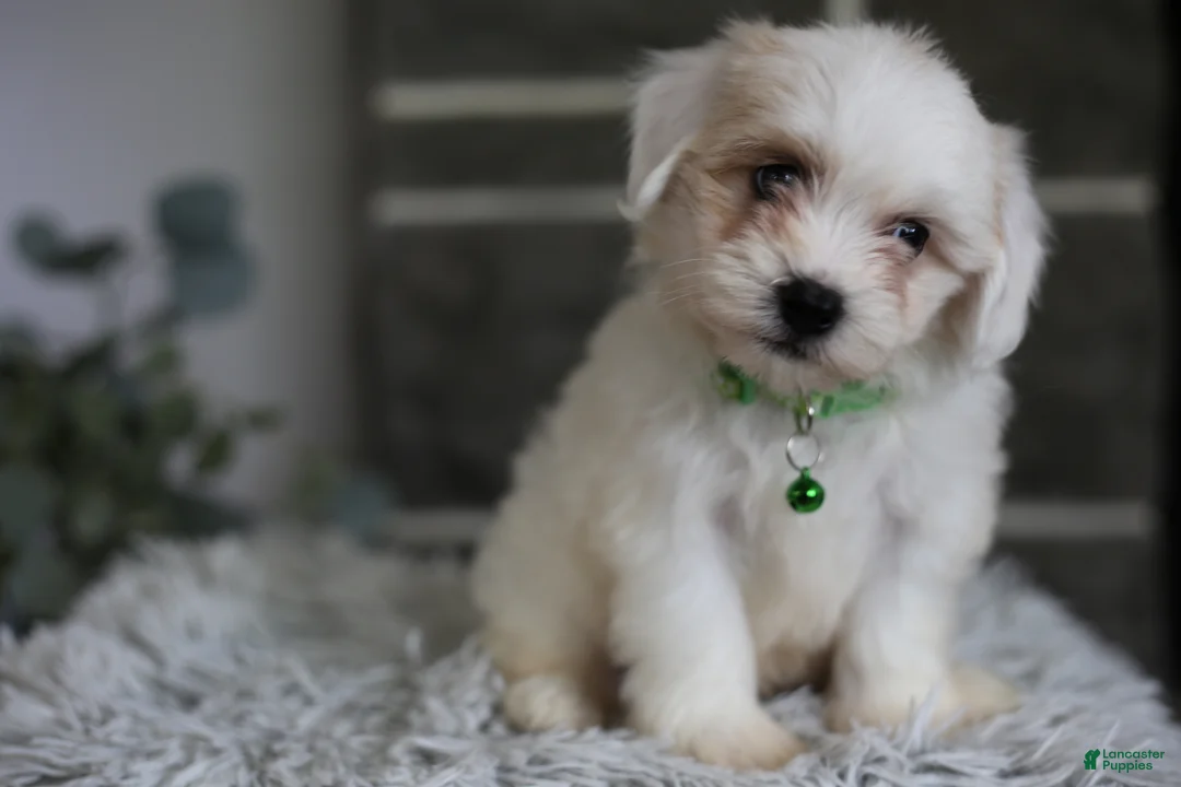 Maltipoo dogs for sale: Frankie - Ad 1