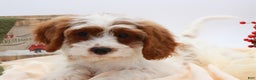 Cavapoo dogs for sale: Jetta - Ad 10
