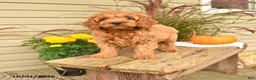 Cockapoo dogs for sale: Joey - Ad 1