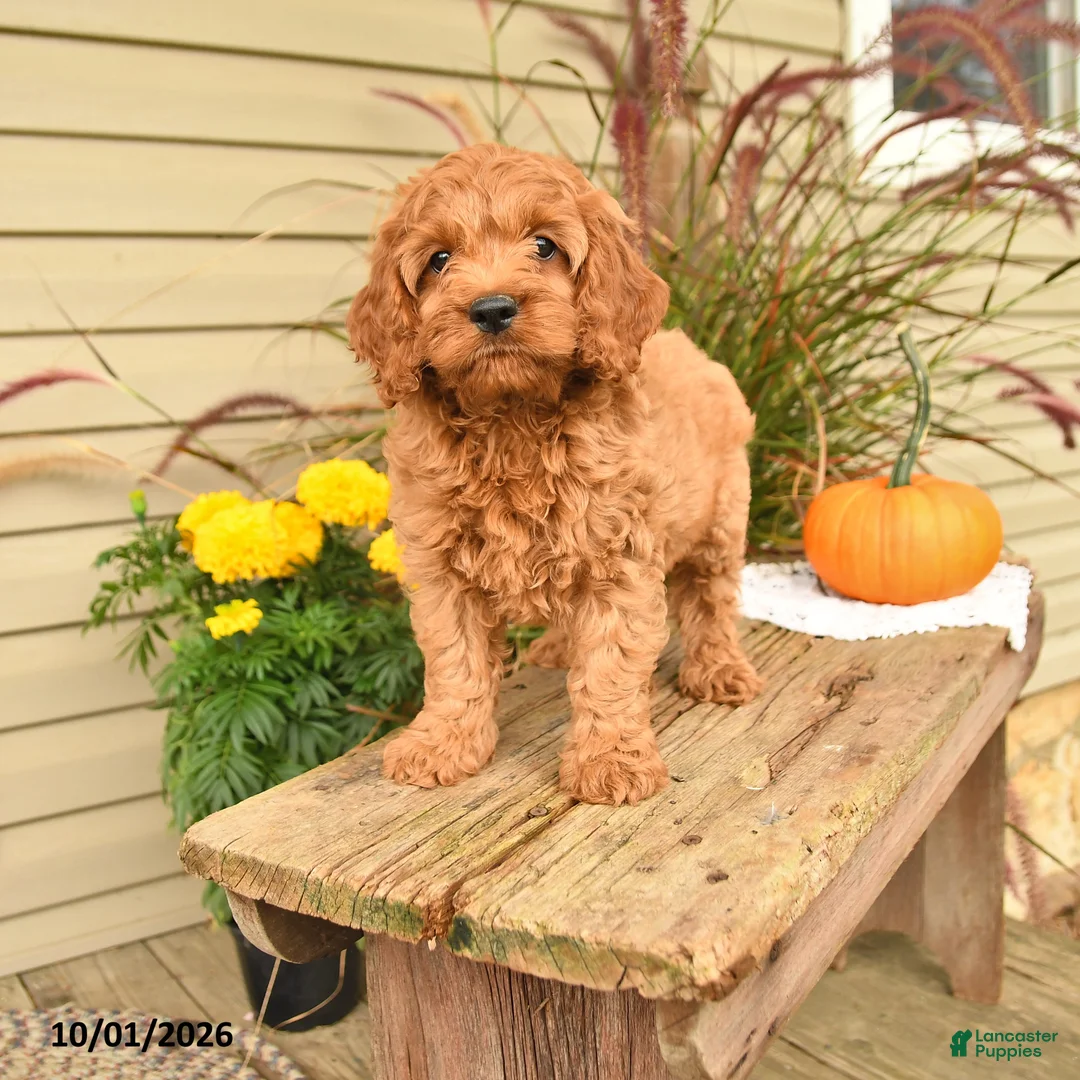 Cockapoo dogs for sale: Joey - Ad 1