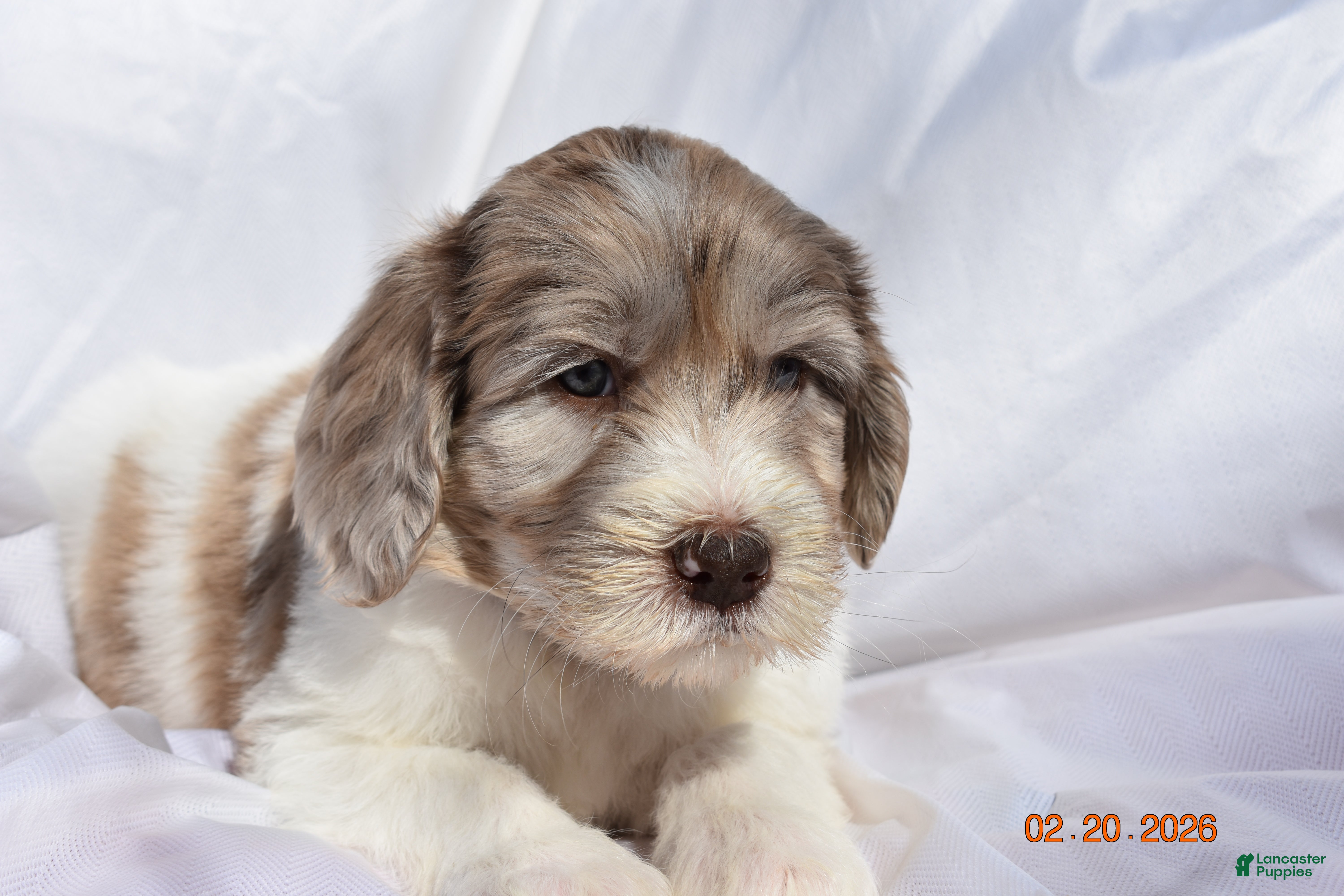 Newfypoo dogs Purple - Ad 1