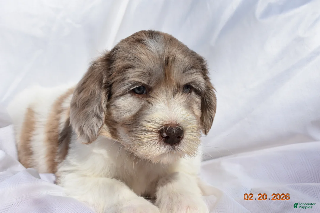 Newfypoo dogs for sale: Purple - Ad 1